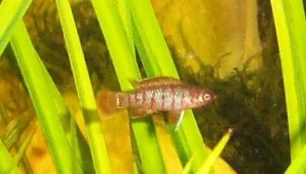 badis4.webp