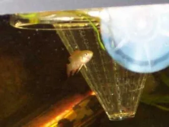badis6.webp