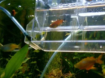 Preganat_Platy.webp