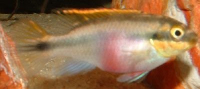 pelvicachromis_pulcher__krib_1.jpg