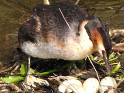 great_crested_grebe_2.21.04.2003.jpg