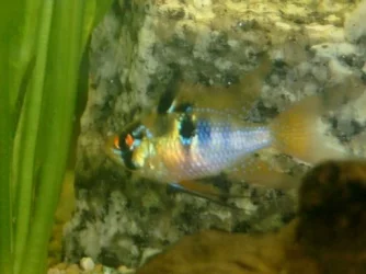 fish_pic_s_17.02.03_012.webp
