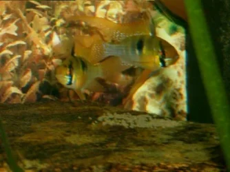 Breeding_Rams_26.03.03_005.webp