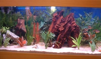 Tank2.jpg