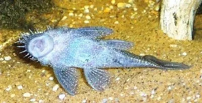 ancistrus1.webp