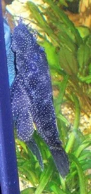 ancistrus4.webp