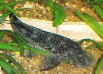 ancistrus6.webp