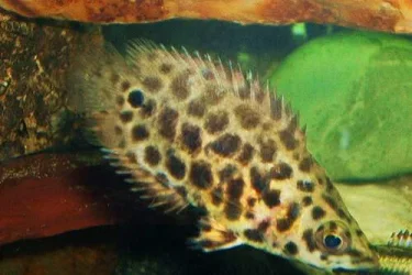New__Fish.webp