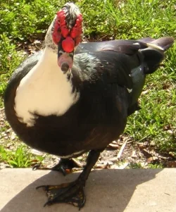 dukusuglyus.webp