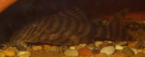 tiger_2.webp