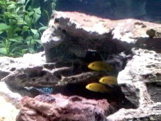 3yellowlbas.webp
