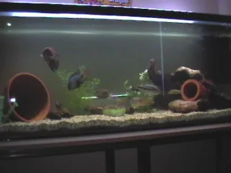 Tank.webp