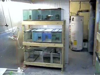 10_gallon_rack__1.webp
