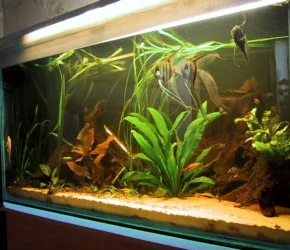 tank.webp