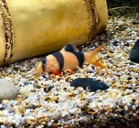 clown_loach.webp