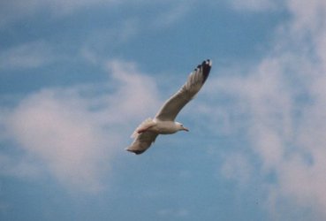 gull.jpg