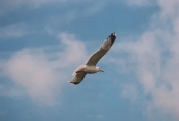 gull.webp
