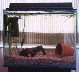 crabtank.webp