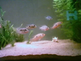IMAGE29.webp