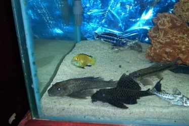 pleco1.webp