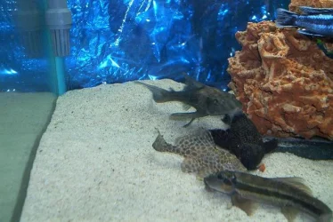 pleco2.webp