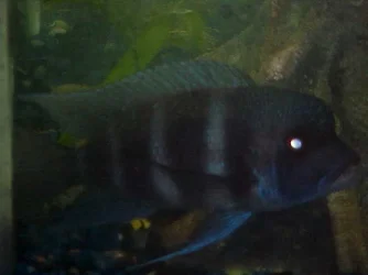 big_frontosa.webp