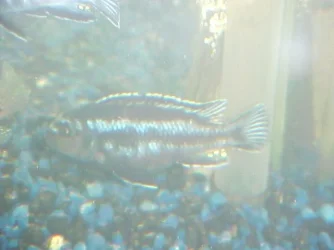 Male_Electric_Blue_Johanni.webp