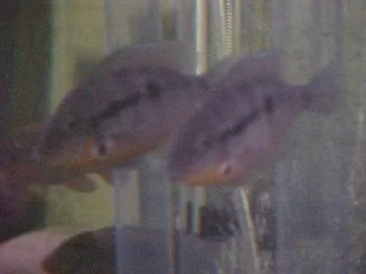 Firemouth.webp