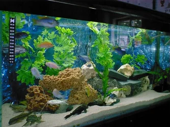 pic1.webp