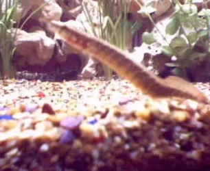 Picture_1eel.webp