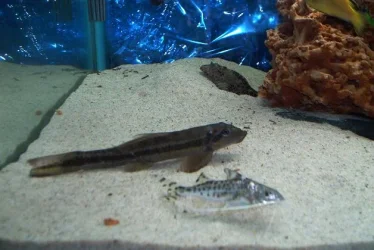 loach.webp