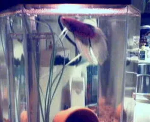 Picture_22bubbles.webp