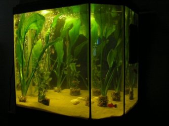 10gallon.JPG