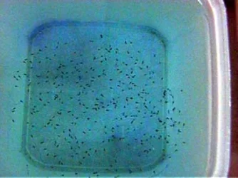 Severum_Fry_1_6.13.03.webp