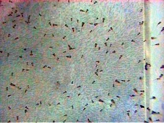 Severum_Fry_2_6.13.03.webp