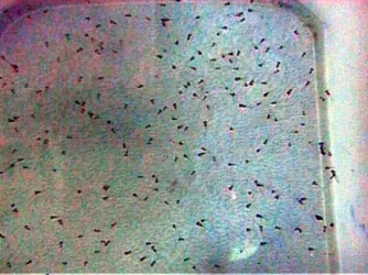 Severum_Fry_4_6.13.03.webp