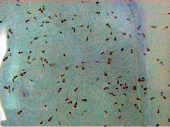 Severum_Fry_6_6.13.03.webp