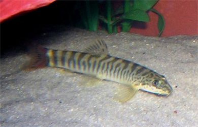 loach2.jpg