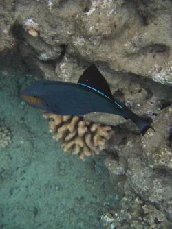 FishPicture2.webp