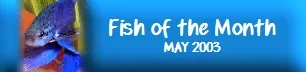 FOTM.webp