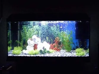 Fish_001.webp