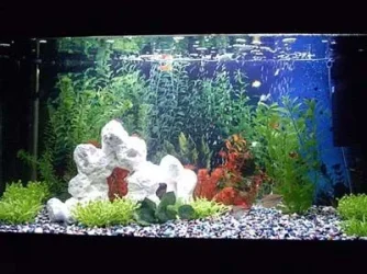 Fish_002.webp