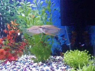 Fish_003.webp