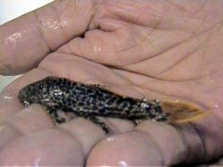 L114_Leopard_Pleco_1.JPG