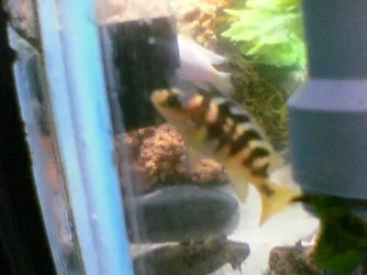 fish1.webp