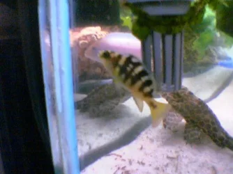 fish2.webp