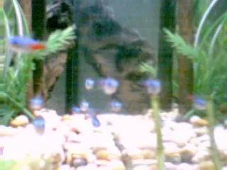 Image081.webp