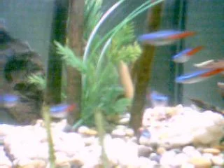 Image086.webp