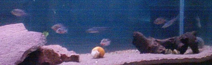 fishh.webp