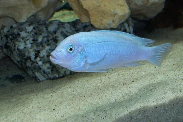 fish1.webp